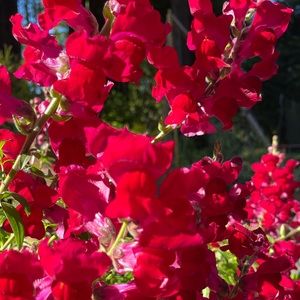 Meet your Posher, Madrone